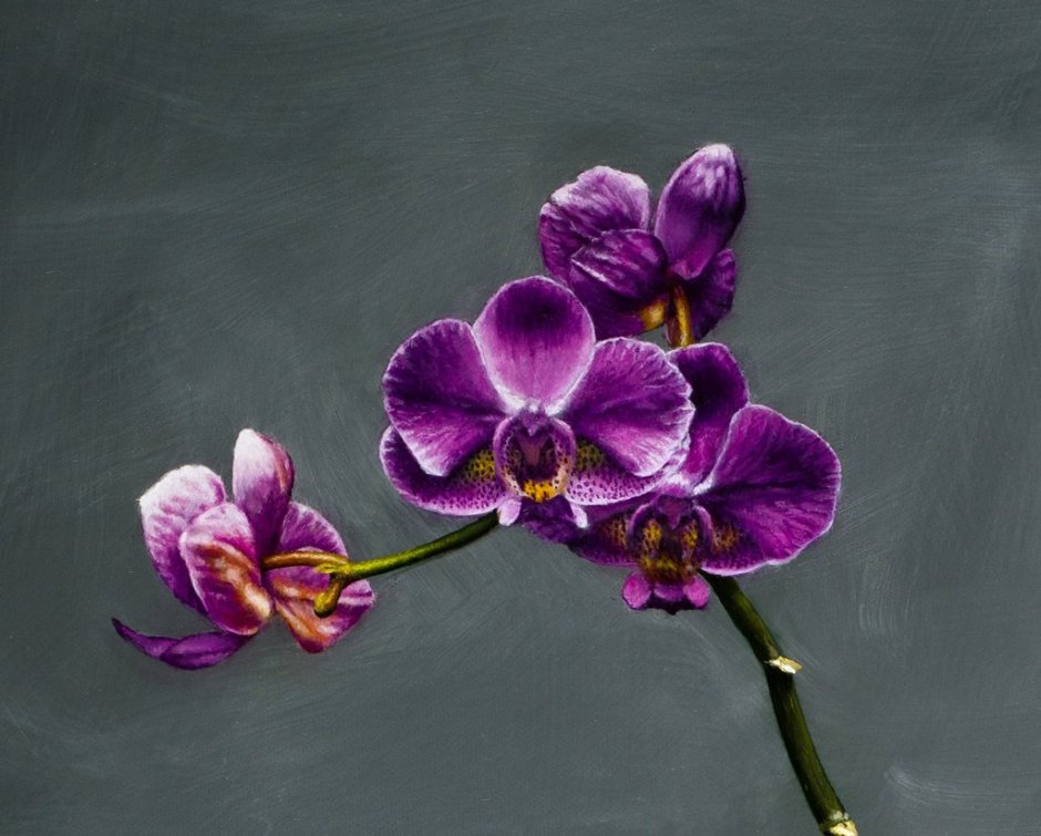 Violet Purple Орхидея