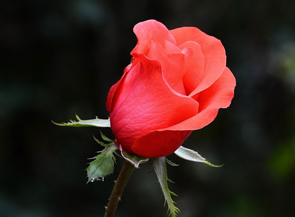 Красная роза бутончик