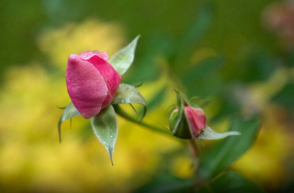 Бутон розы цветок