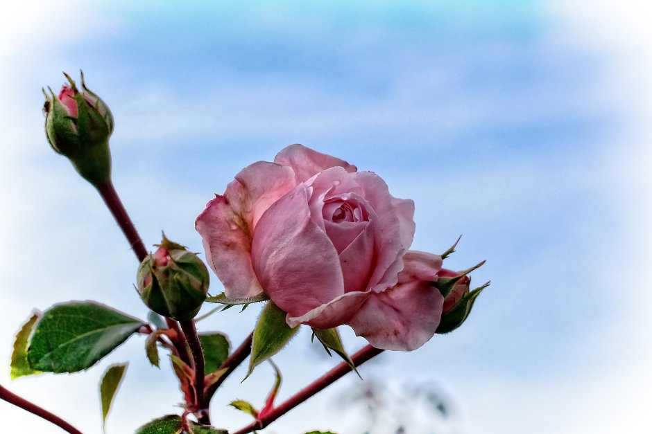 Красивые нераспустившиеся бутоны роз