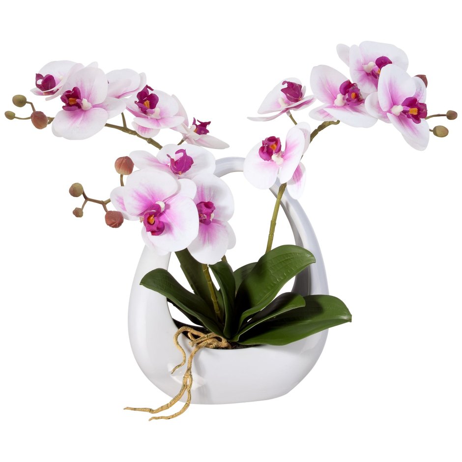 Орхидея Монако