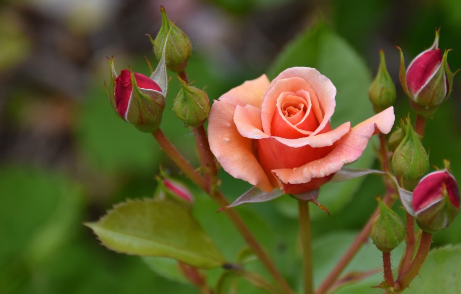 Хелена оранж роза