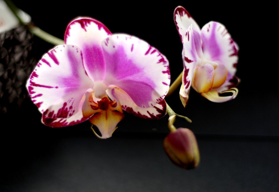 Орхидея многоцветковая