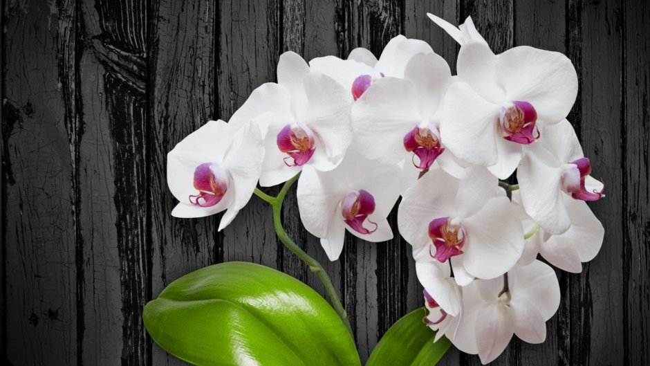 Фаленопсис орхидея белая