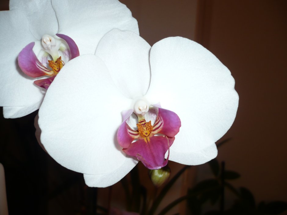Орхидея Phalaenopsis White Swan