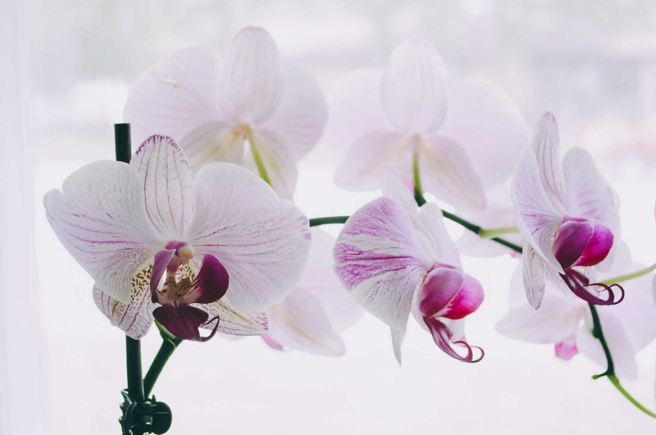 Цветущая Орхидея TNL