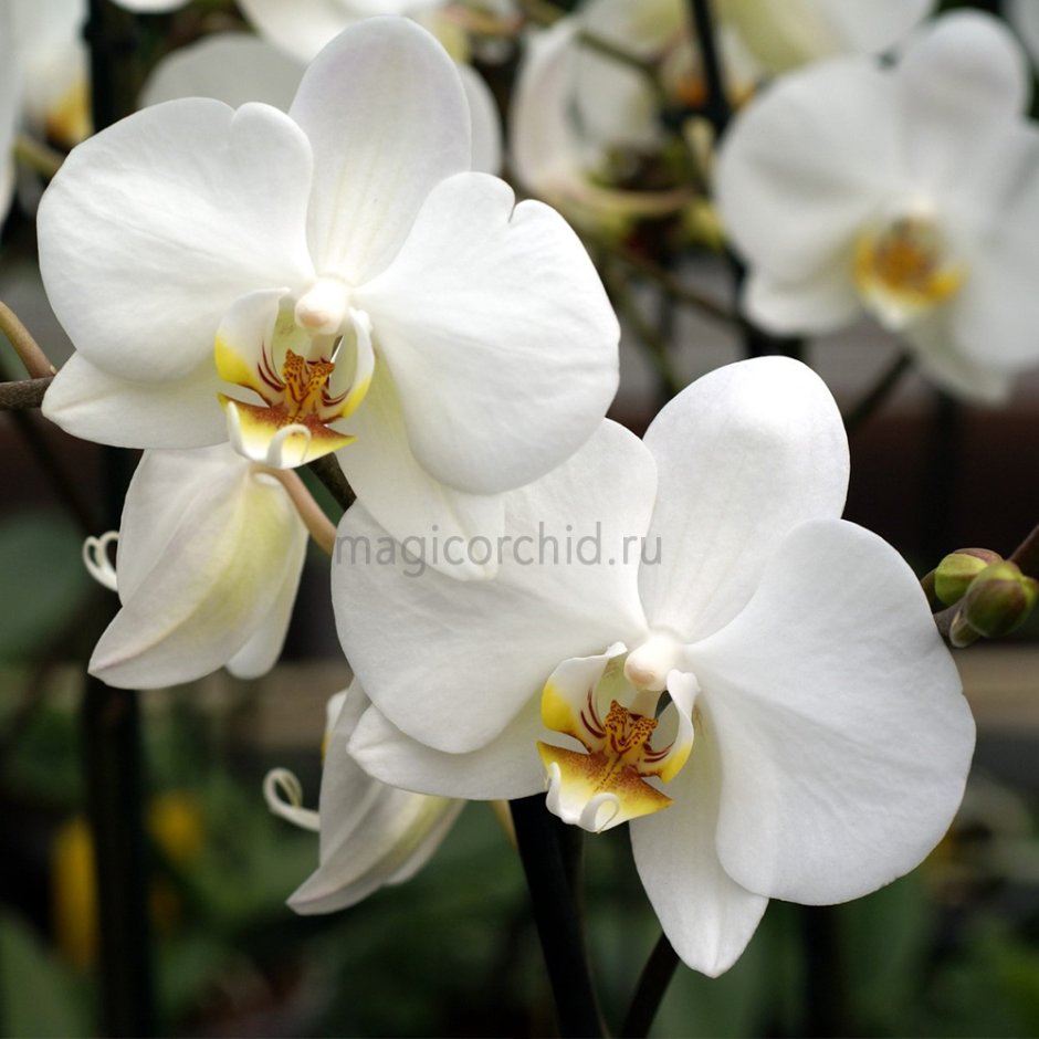 Cambridge Орхидея фаленопсис