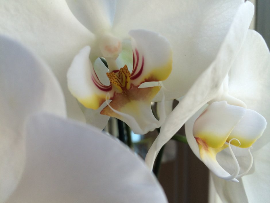 Орхидея Phalaenopsis White Swan