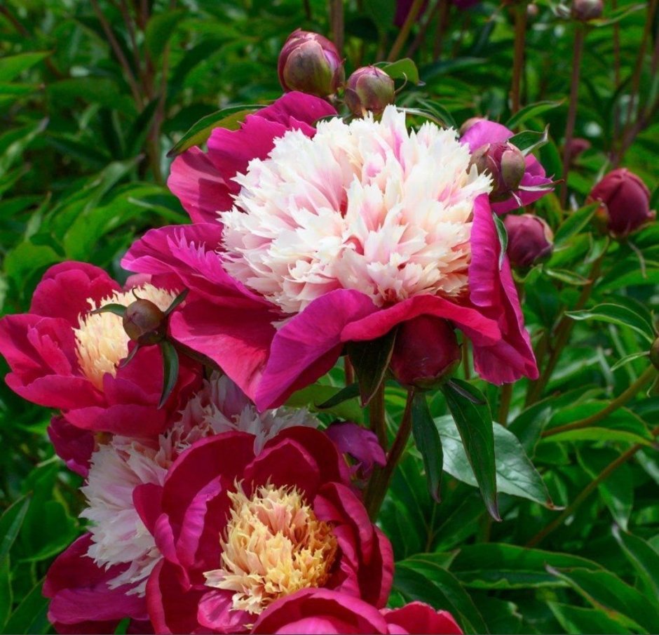 Paeonia (пион) Paul m Wild