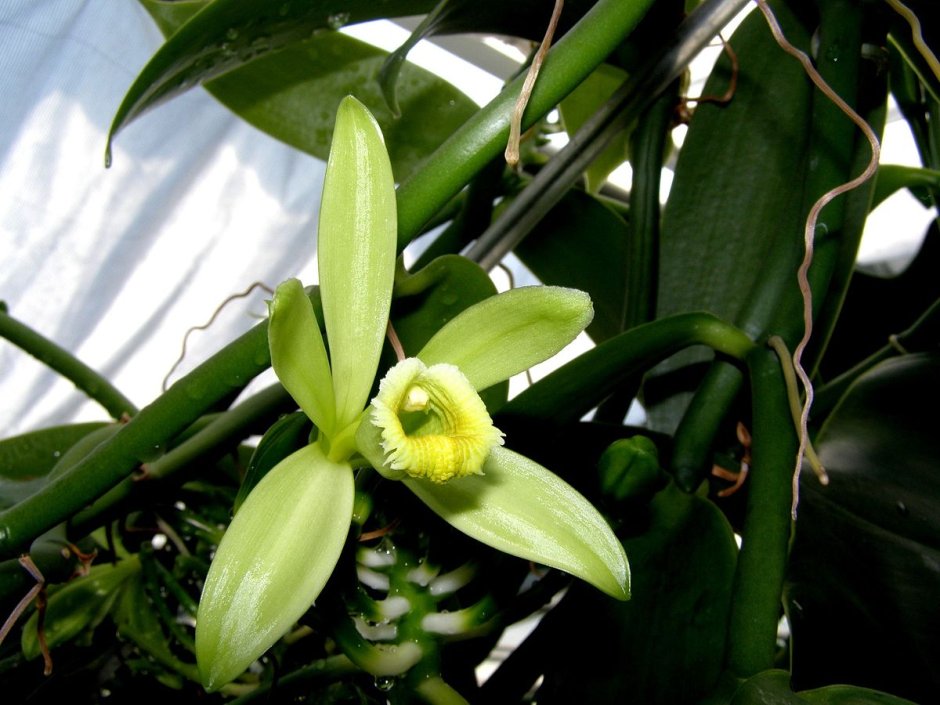 Орхидея ваниль вариегатная