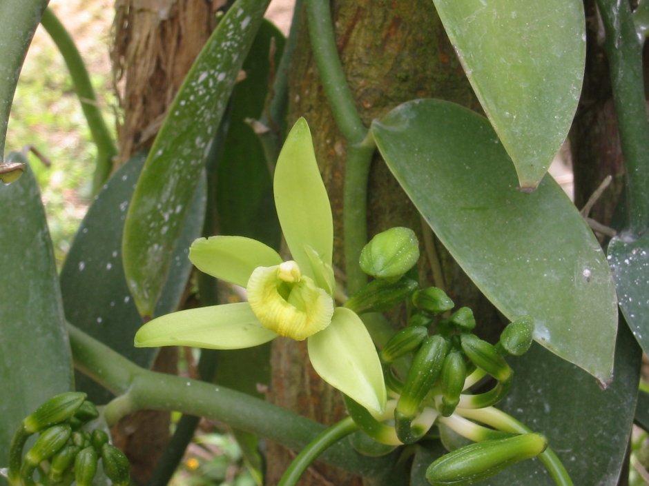 Орхидея Ванилла планифолия