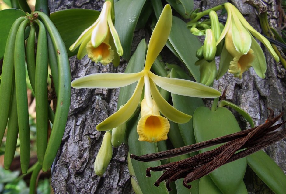 Орхидея ваниль стручки