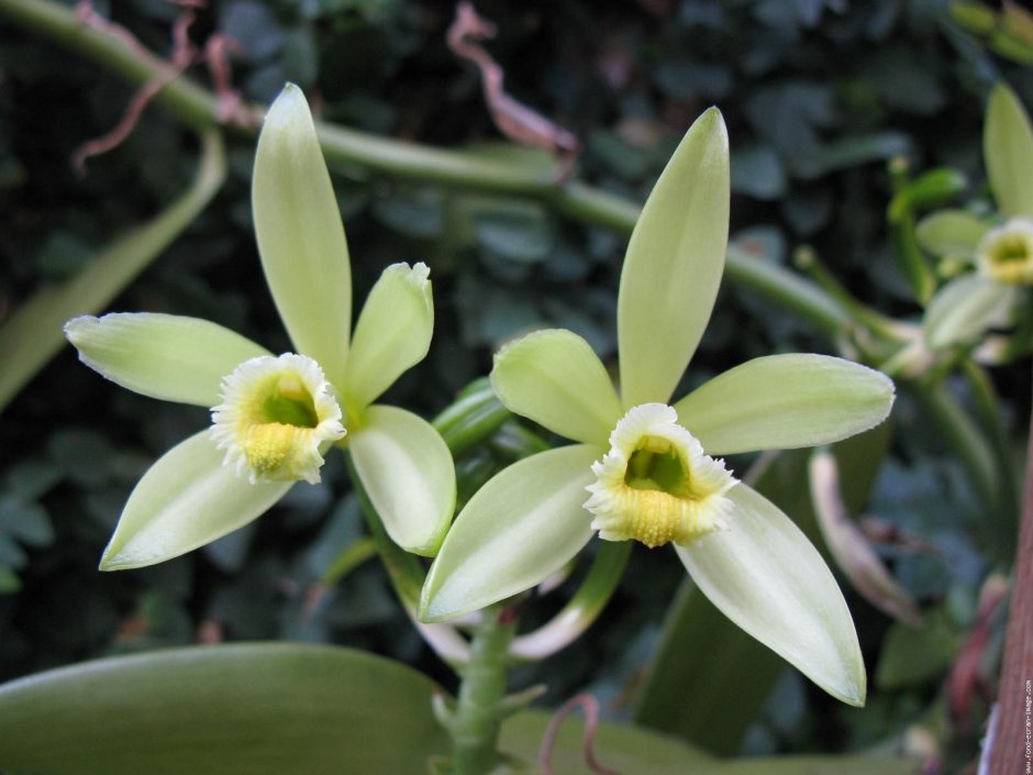 Орхидеи Vanilla planifolia