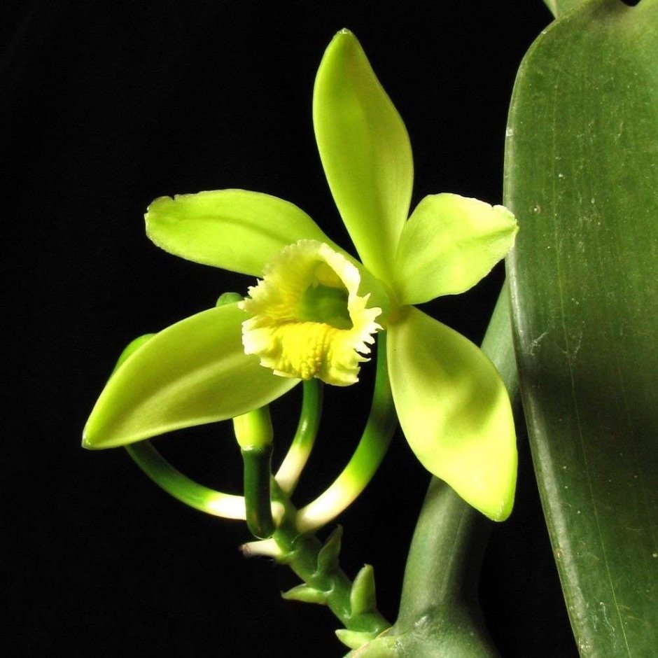 Плосколистная (Vanilla planifolia
