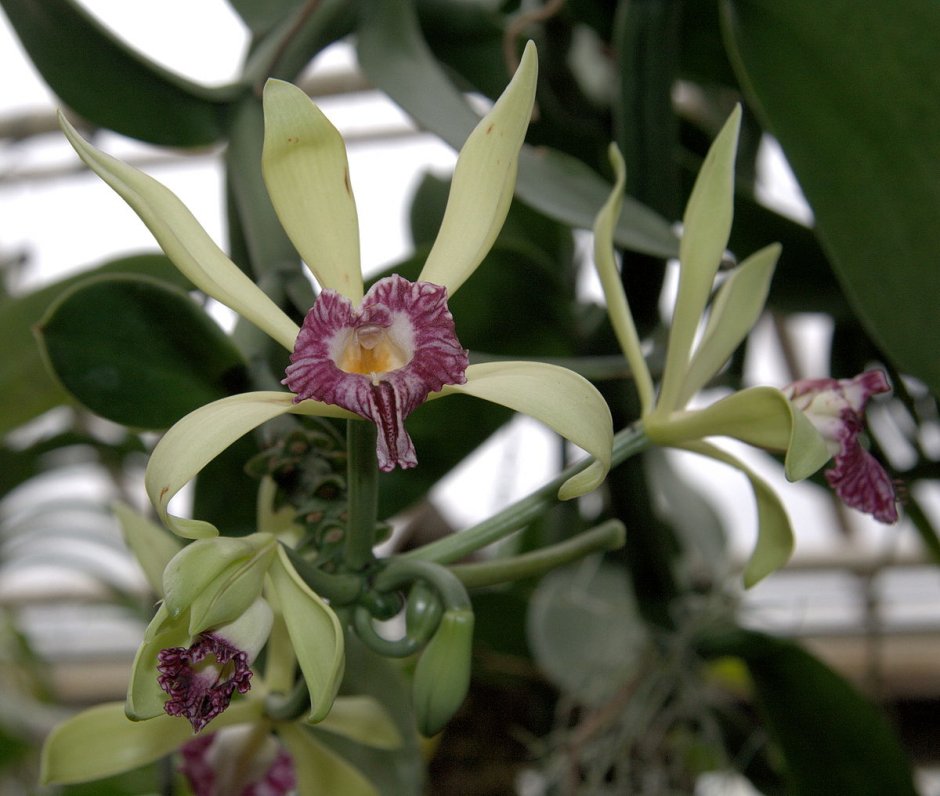 Орхидея ваниль лимон Сплэш