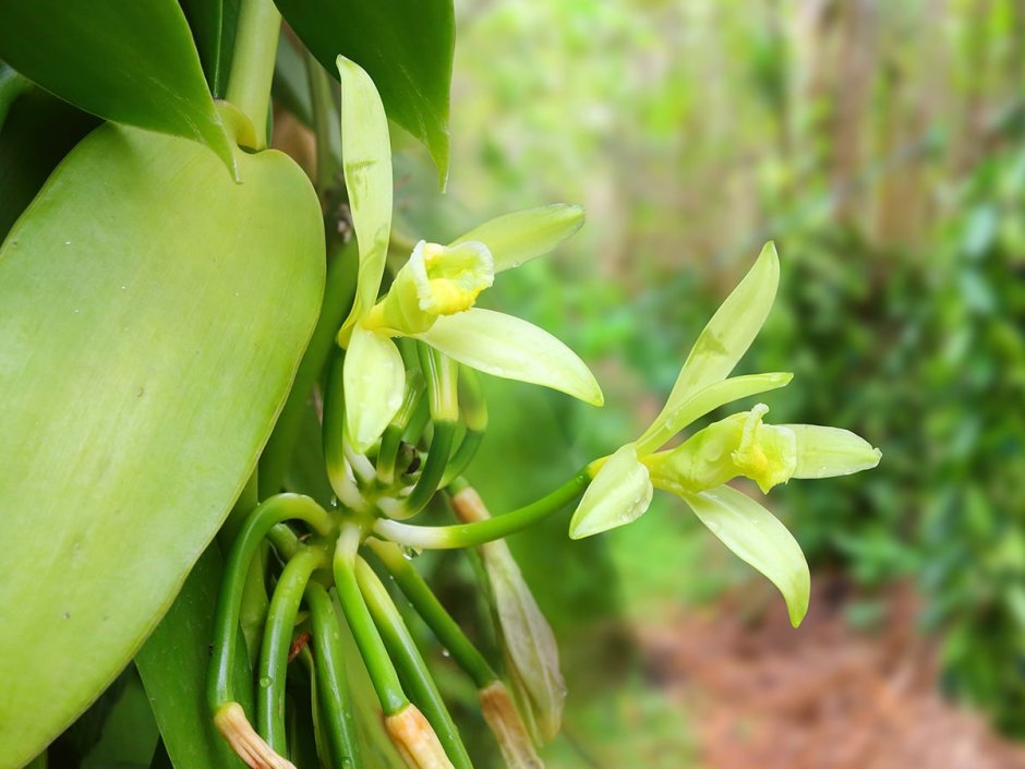 Ванили плосколистной (Vanilla planifolia)