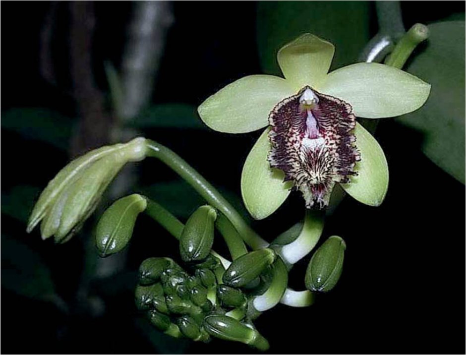 Вариегатные орхидеи