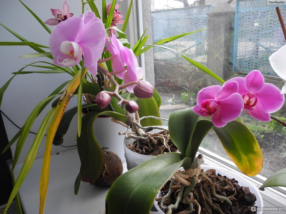 Орхидея ваниль грунт