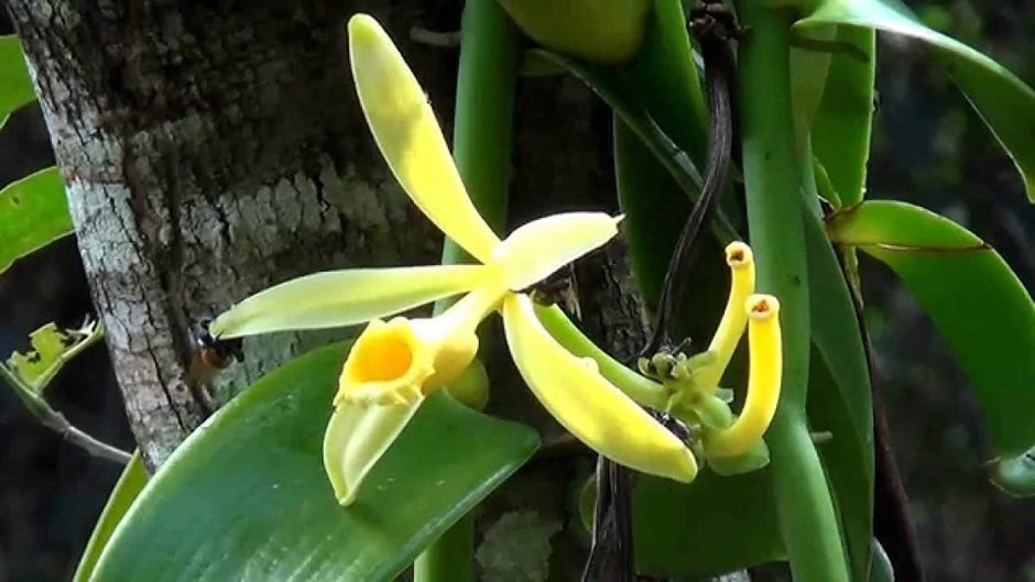 Орхидеи Vanilla planifolia