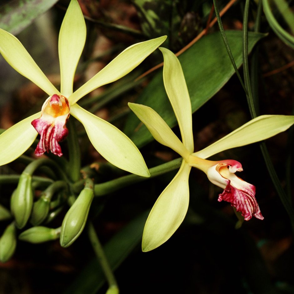 Орхидея ваниль вариегатная цветение