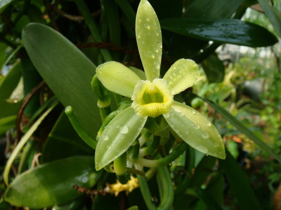 Ваниль плосколистная Vanilla planifolia Lemon Splash