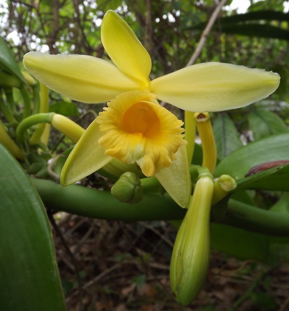 Орхидея ваниль плосколистная