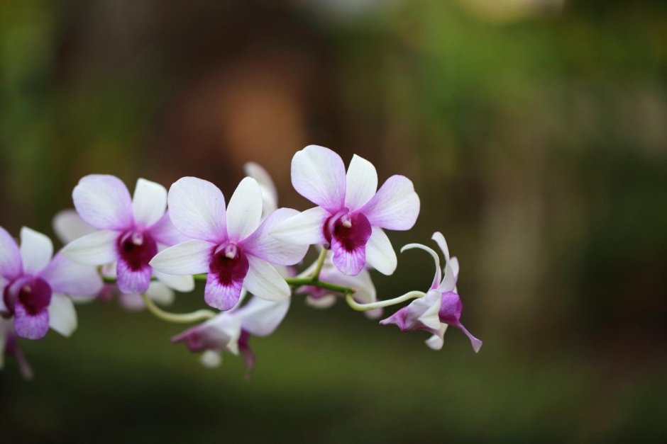 Орхидея ваниль