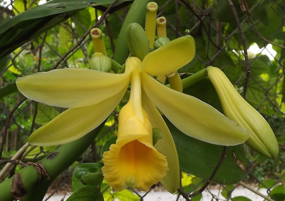 Орхидея ваниль плосколистная