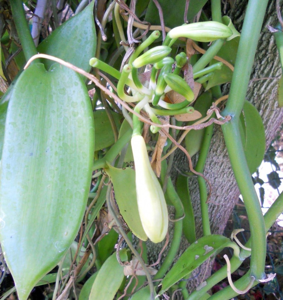 Орхидея Лиана ваниль