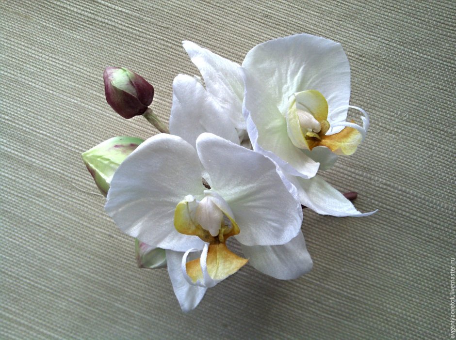 Японская Орхидея на белом