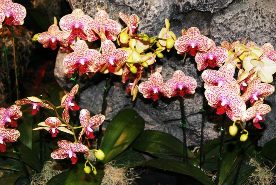 Астрид Орхидея фаленопсис