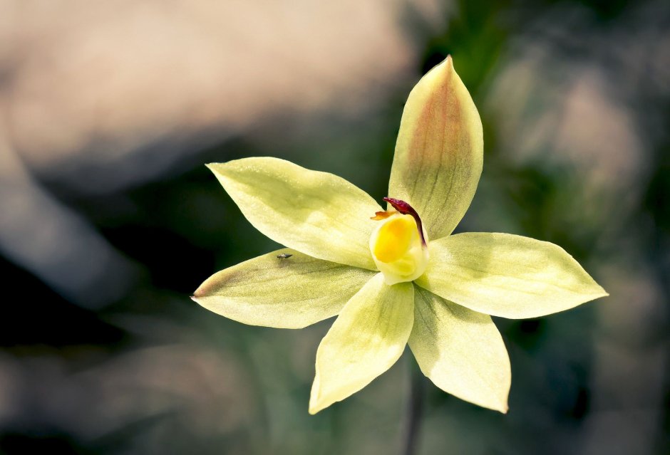 Красивый цветок ванили