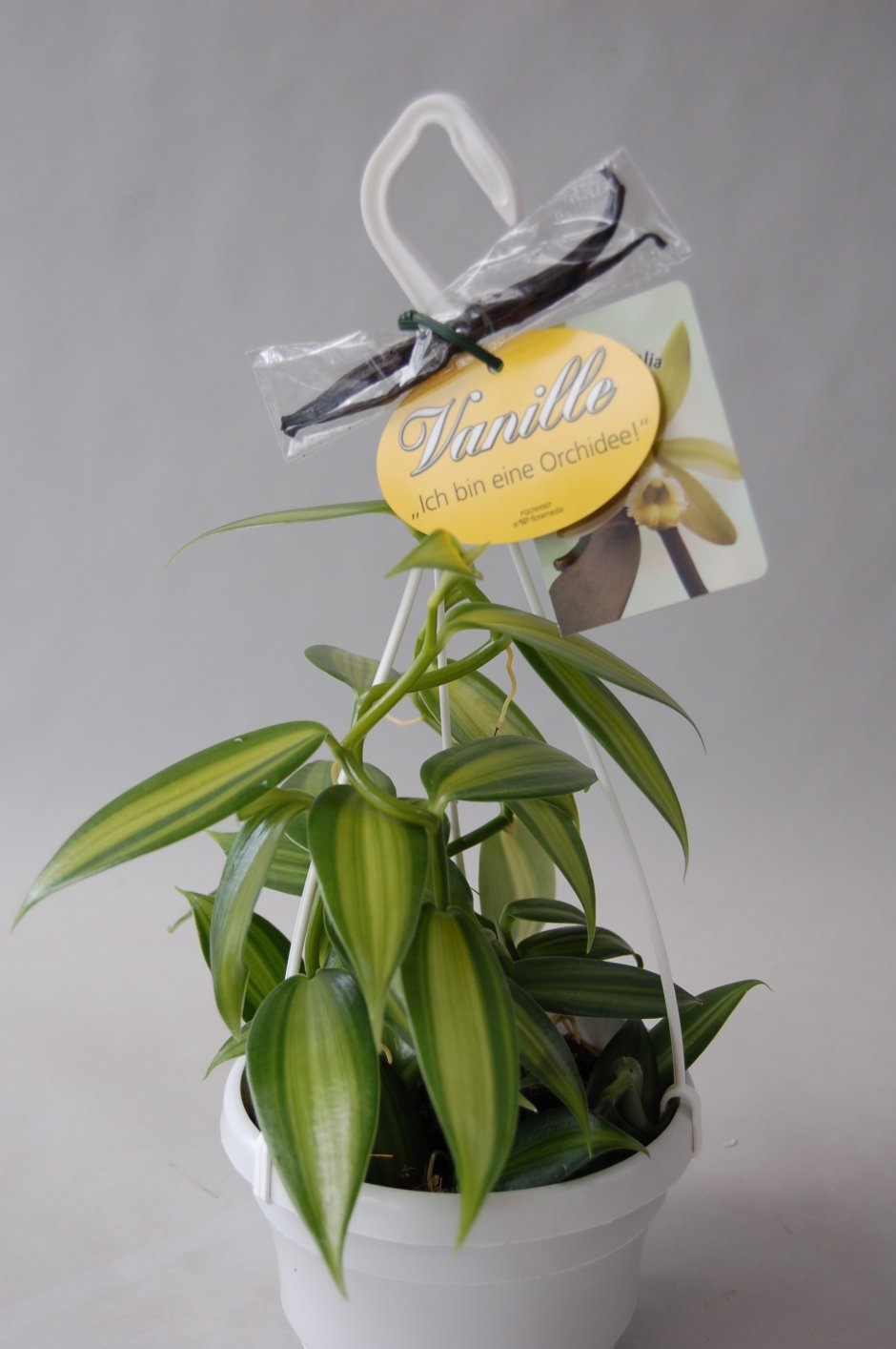Орхидея Vanilla planifolia 'variegata'