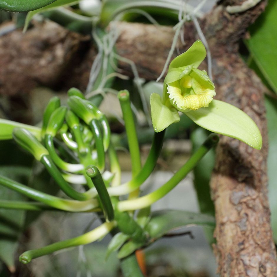 Орхидея ваниль цветение