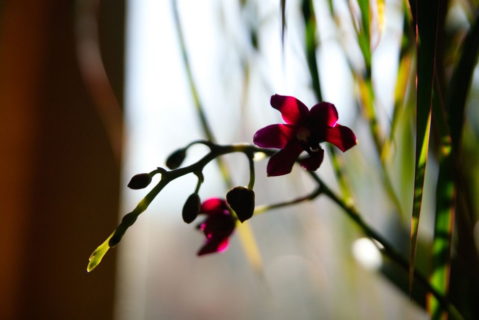 Орхидея и ваниль боке HD
