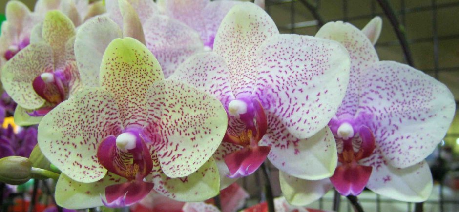 Орхидея фаленопсис Атлантис