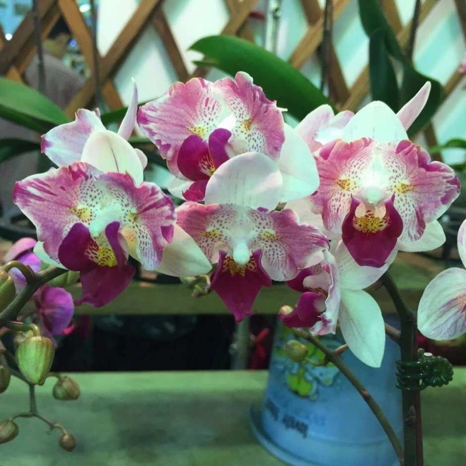 Цветок орхидеи