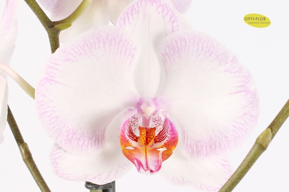 Орхидея Мария Тереза