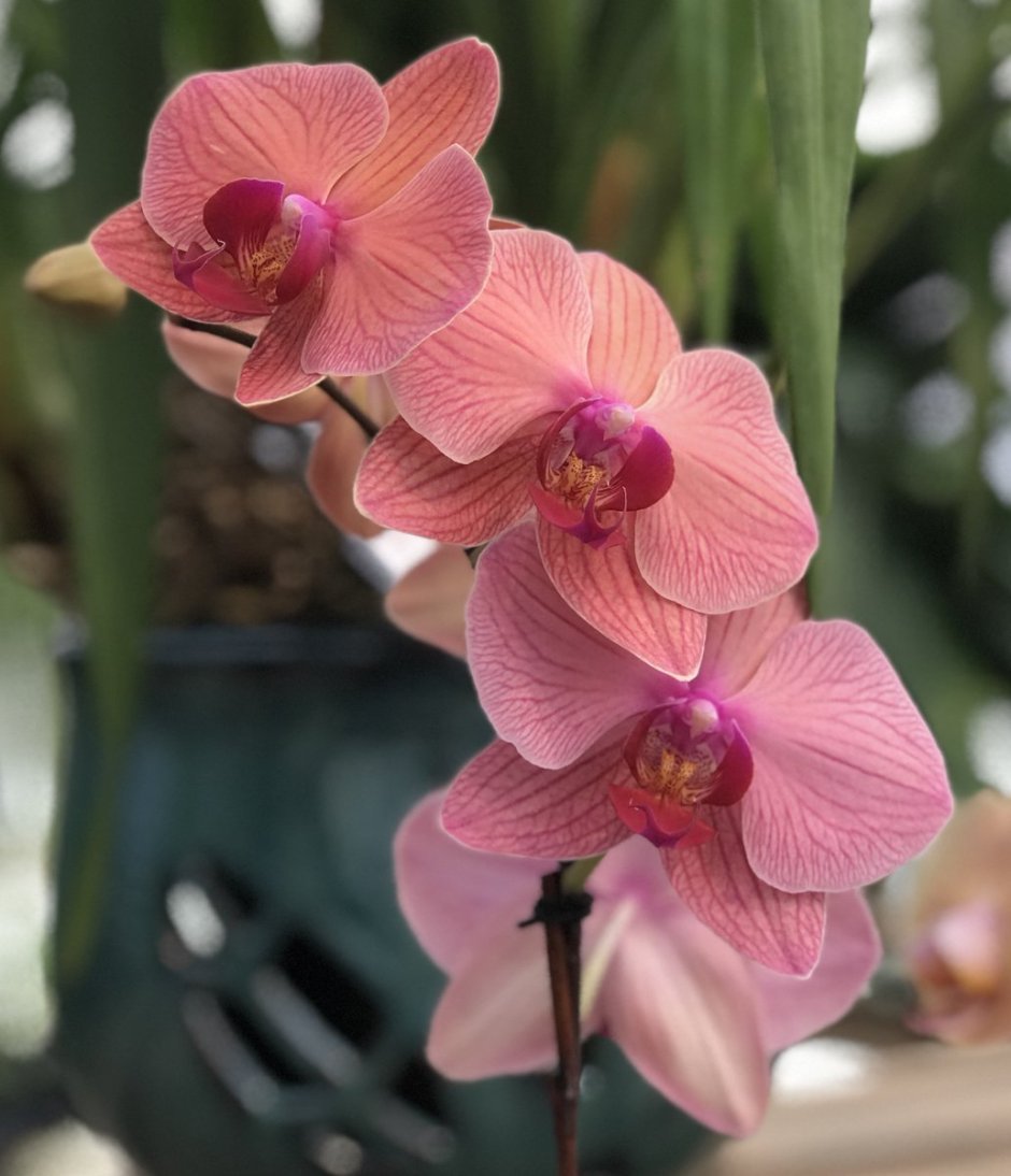 Орхидея Сакраменто