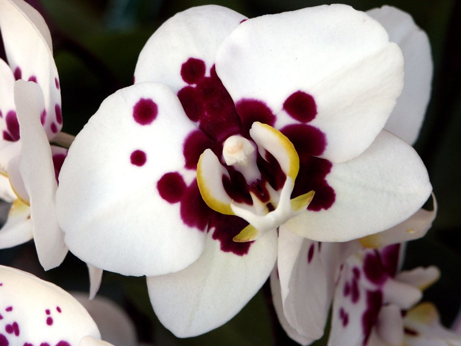 Орхидея фаленопсис икеа