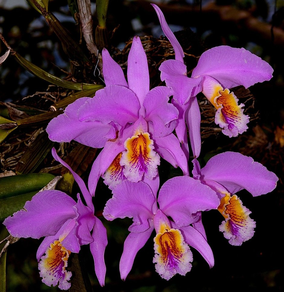 Орхидея пахучая