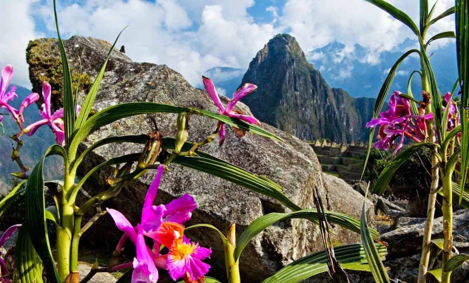 Орхидея Каттлея национальный цветок Венесуэлы