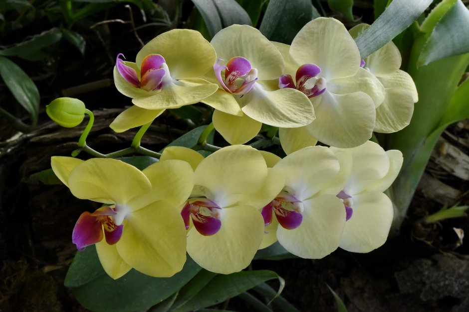 Орхидеи Амазонии