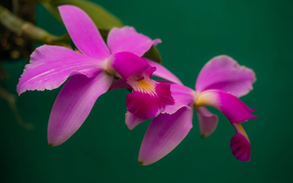 Орхидея Каттлея в дикой природе