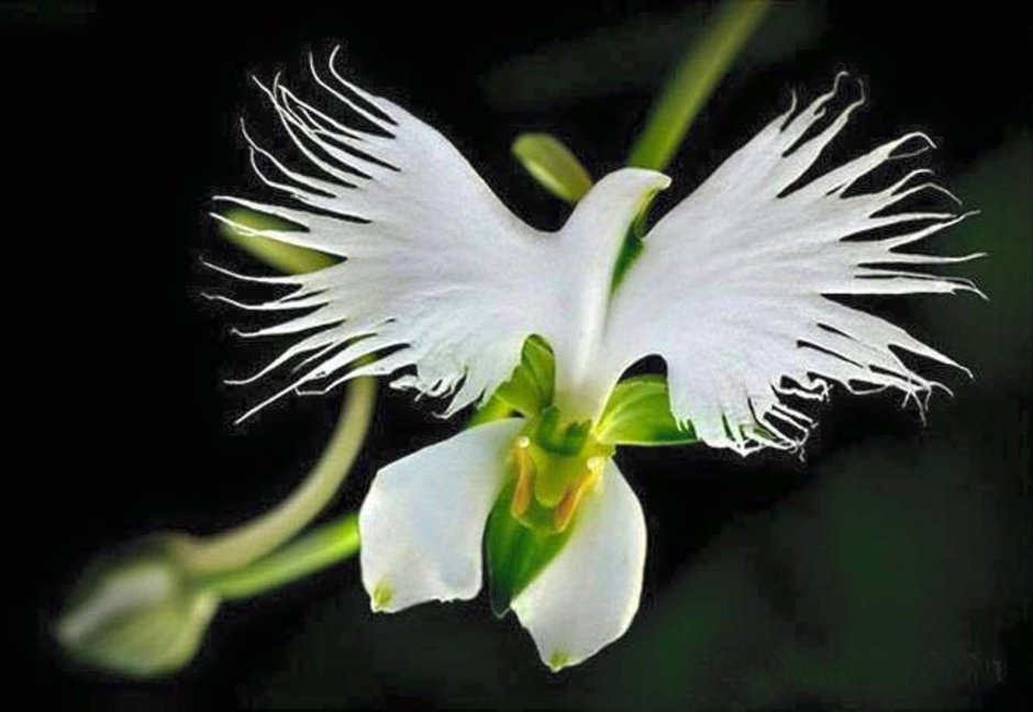 ALPICA Тропическая Орхидея