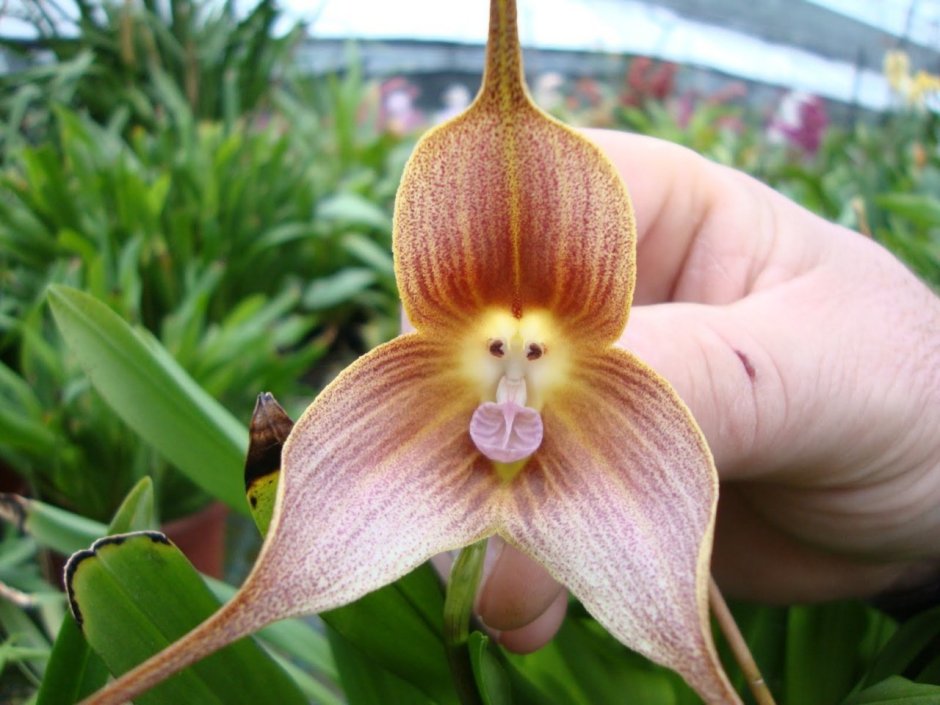 Африканская Орхидея