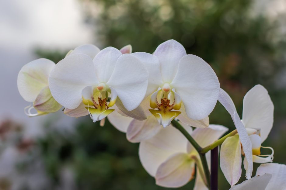 Орхидея фаленопсис Алексия