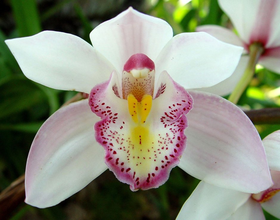 Орхидея Голден Ривер