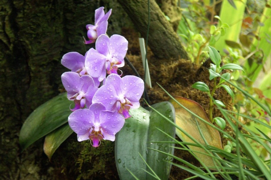 Биондоро Орхидея
