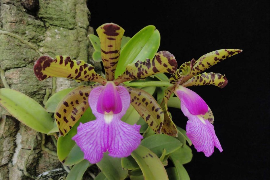 Орхидея на стебле
